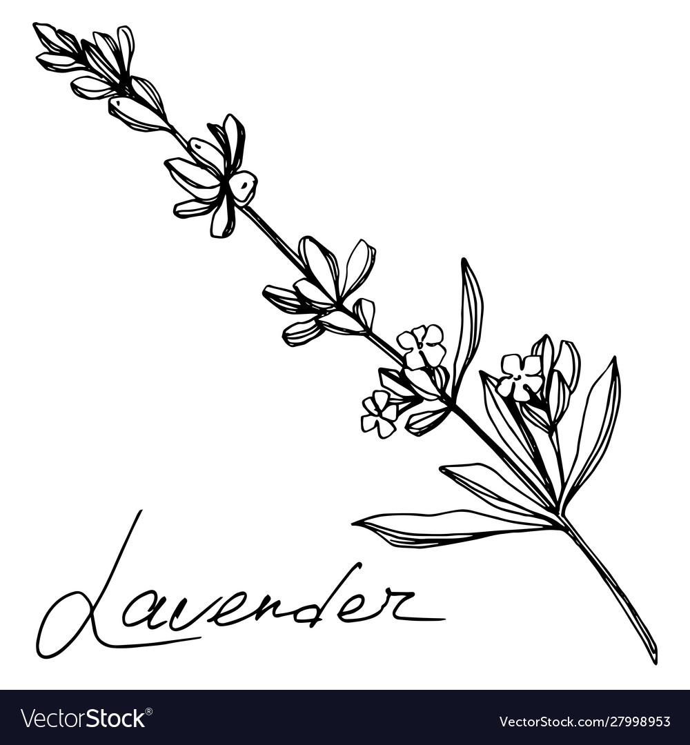 Lavender floral botanical flowers black