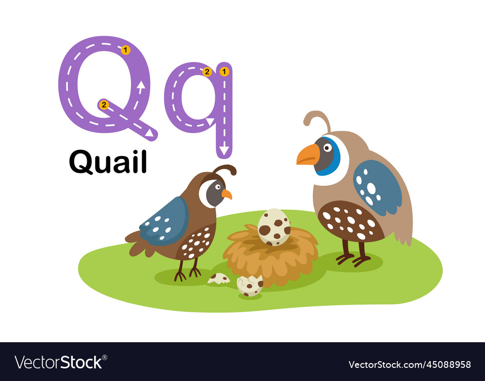 Alphabet letter q-quail with cartoon vocabulary Vector Image