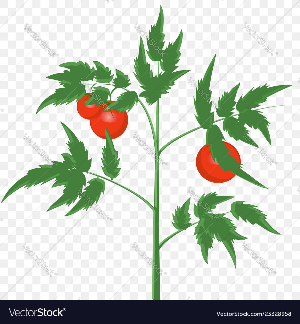 Tomato Bush With Fruits Royalty Free Vector Image