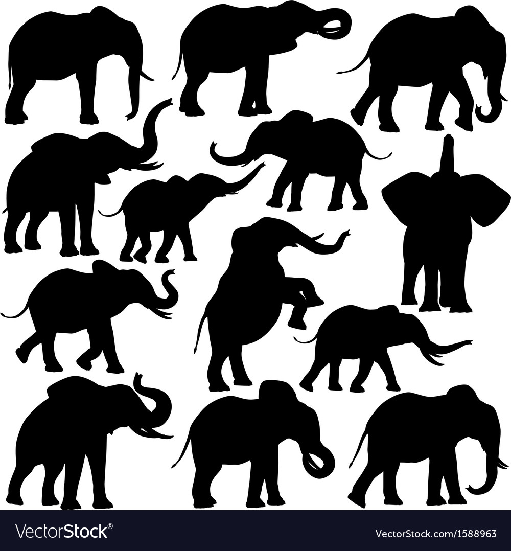 African elephants