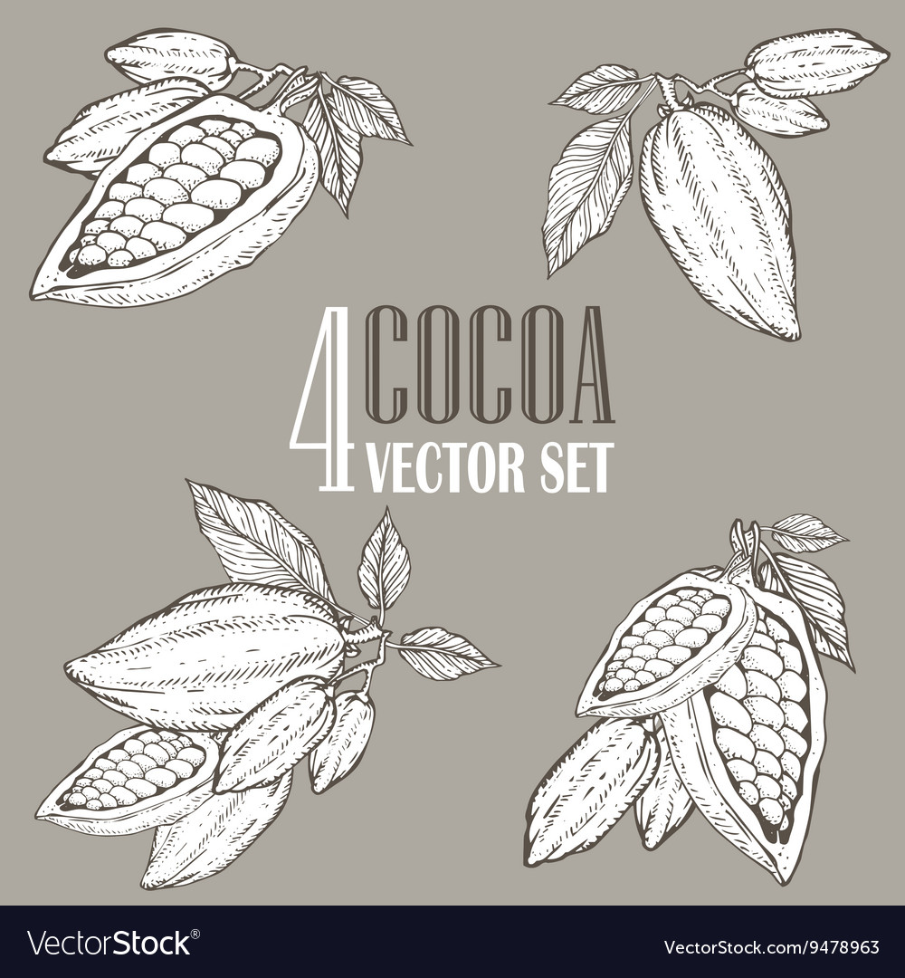 Cocoa Bean Collection
