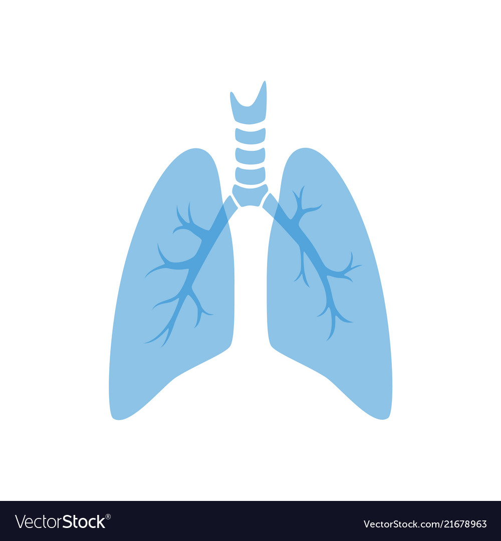 Isolated lung Royalty Free Vector Image - VectorStock