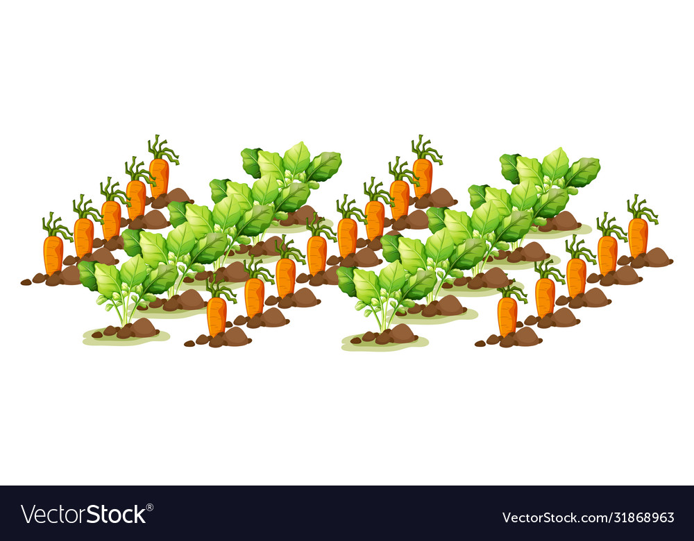 Little carrots in field farm isolated in cartoon Vector Image Little carrots in field farm isolated in cartoon Vector Image