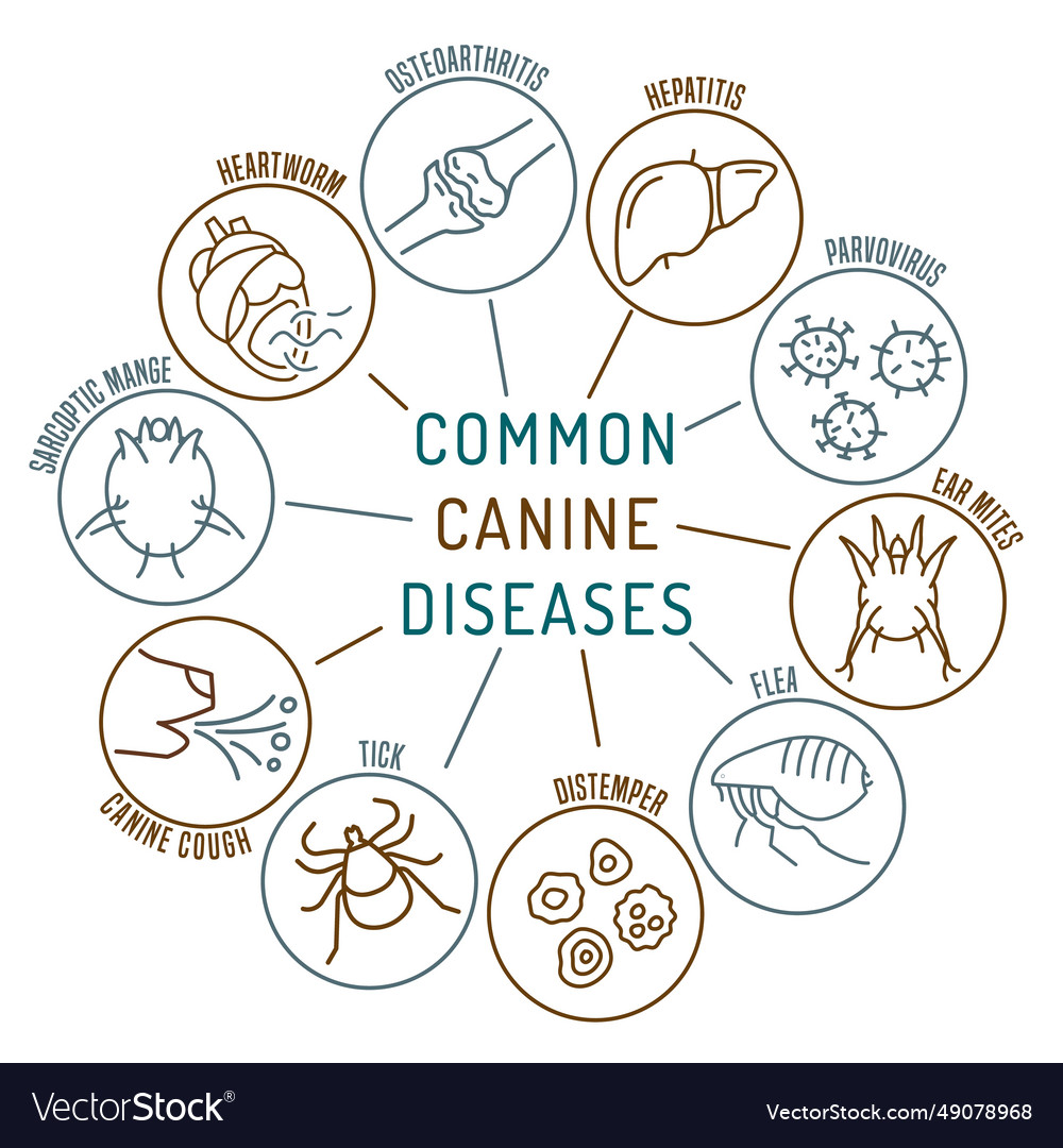 Common canine diseases informative infographics Vector Image