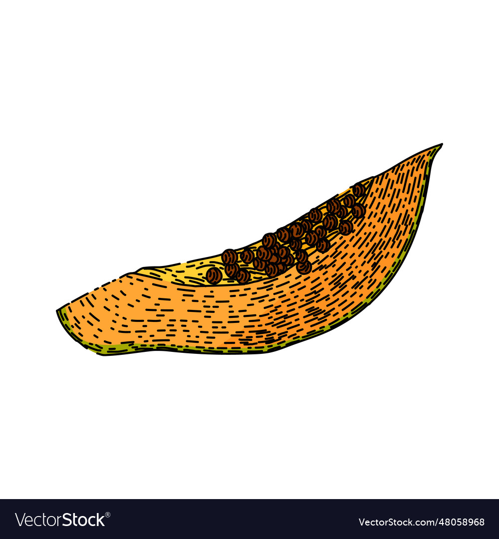 Tropical papaya fruit sketch hand drawn