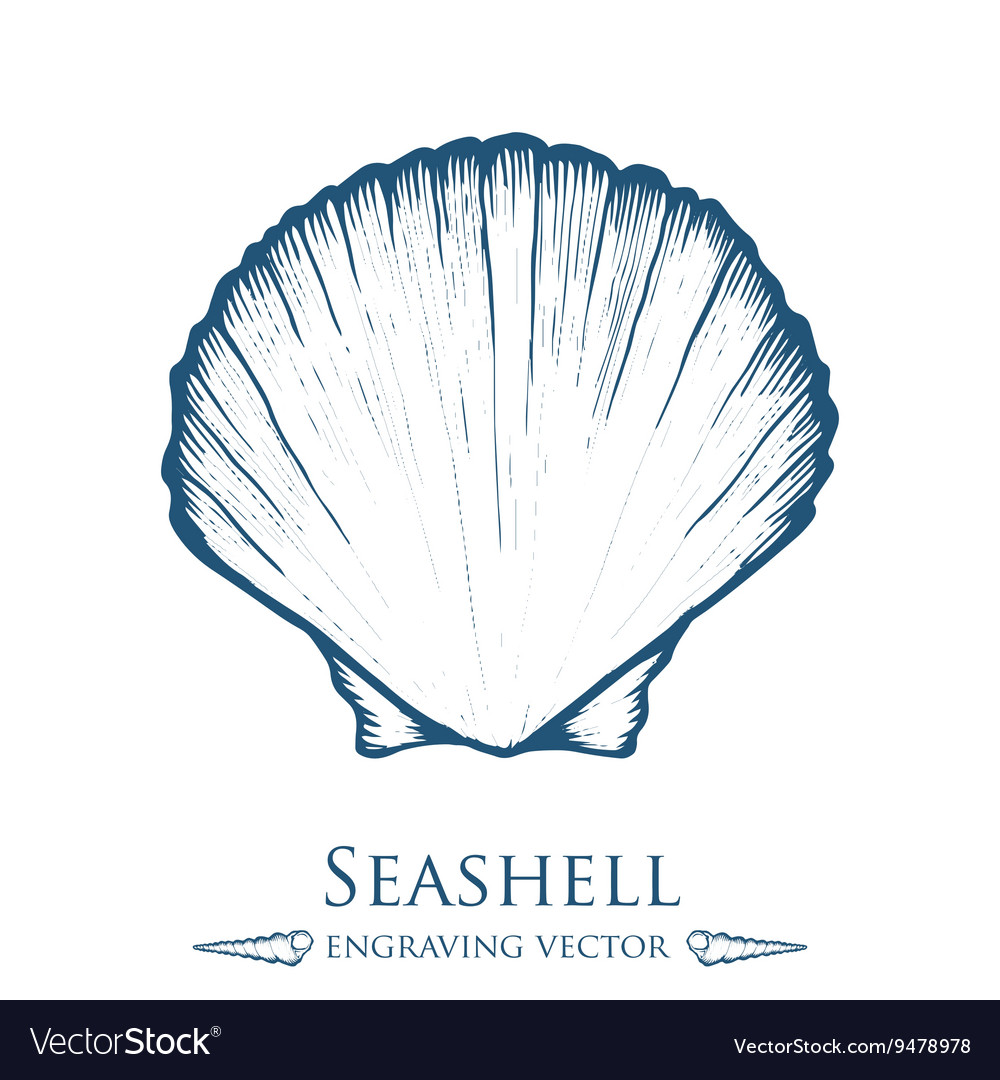 seashell drawing step by step