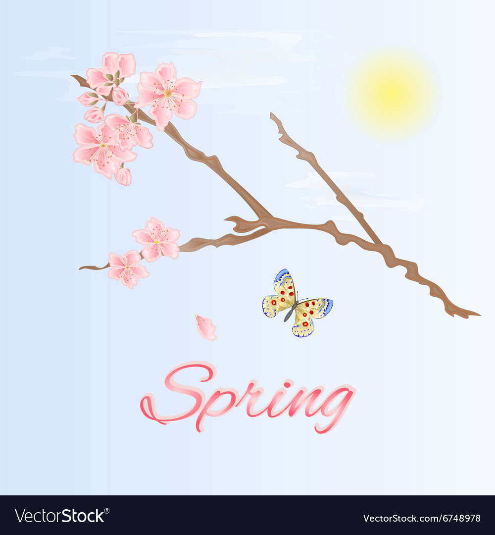 Spring twig of cherry and butterfly