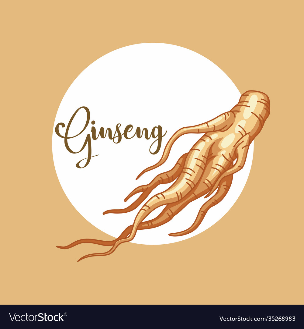 Ginseng a root cultivated