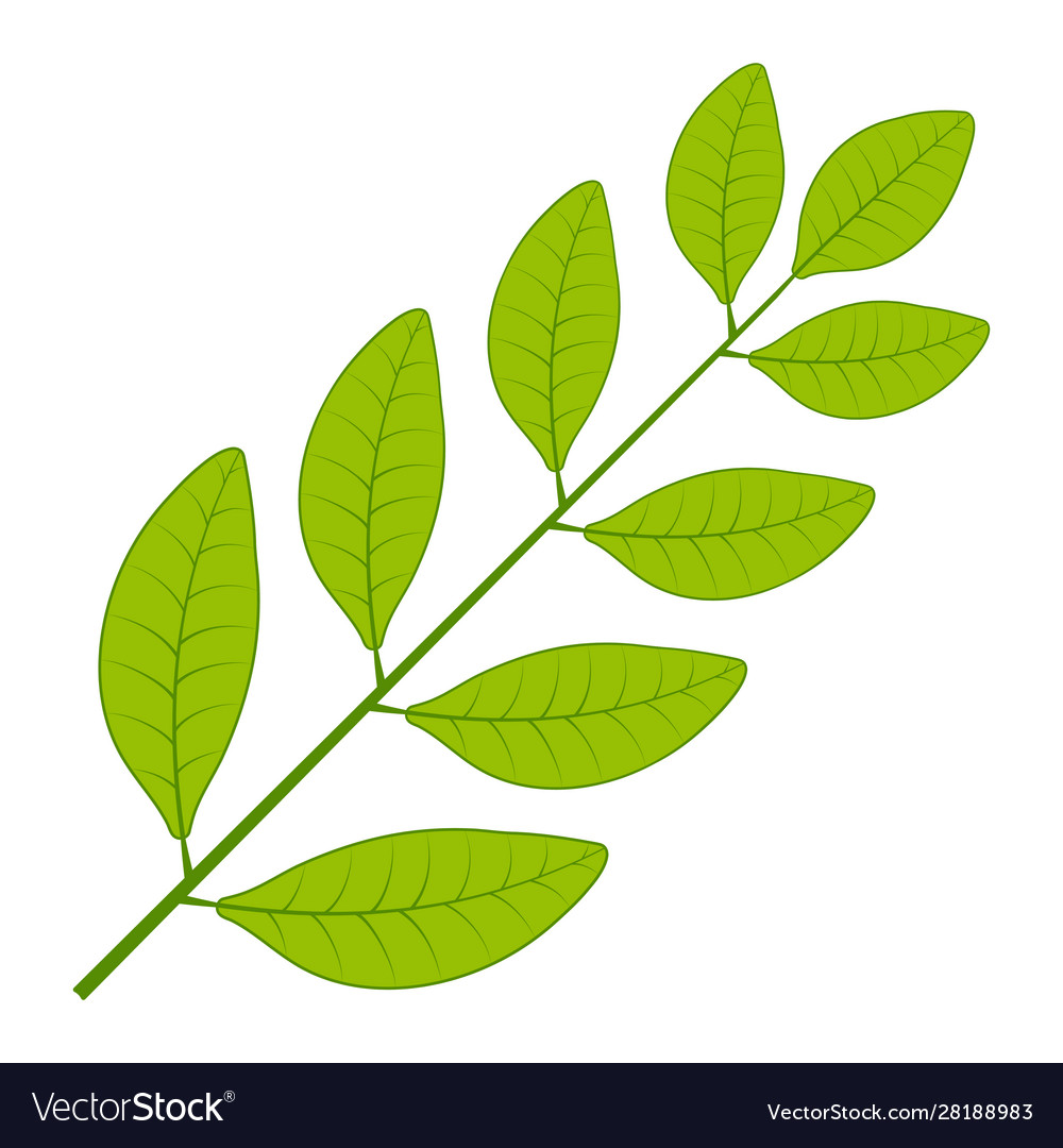 Laurel tree branch leaf