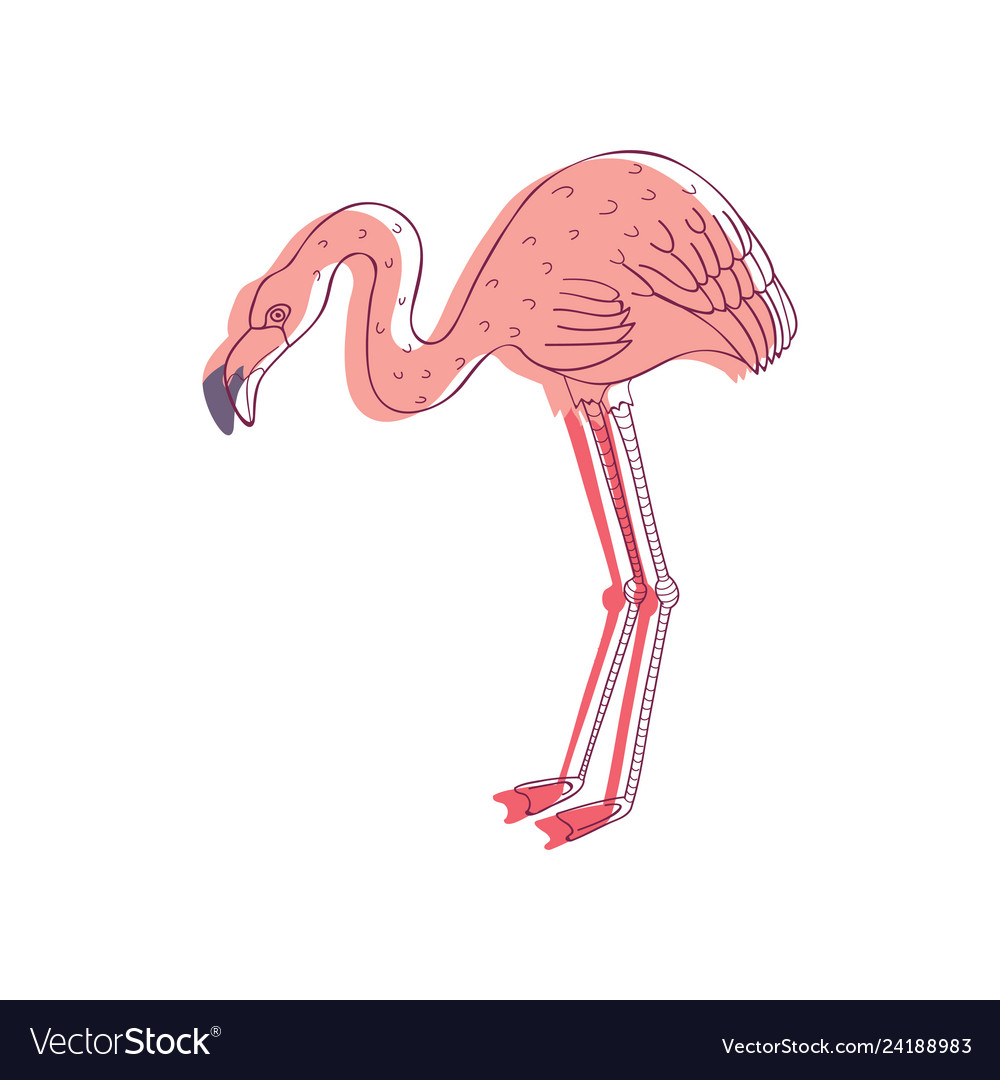 Linear of pink flamingo side