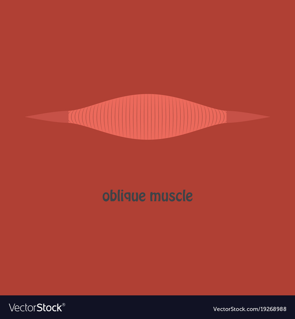 Flat external oblique muscles of chest thorax