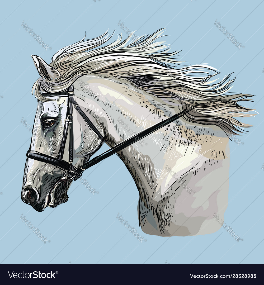 Hand drawing horse portrait 30 Royalty Free Vector Image