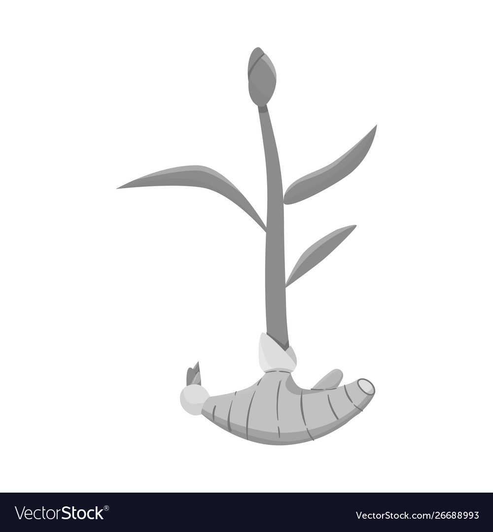 Isolated object root and ginger icon set