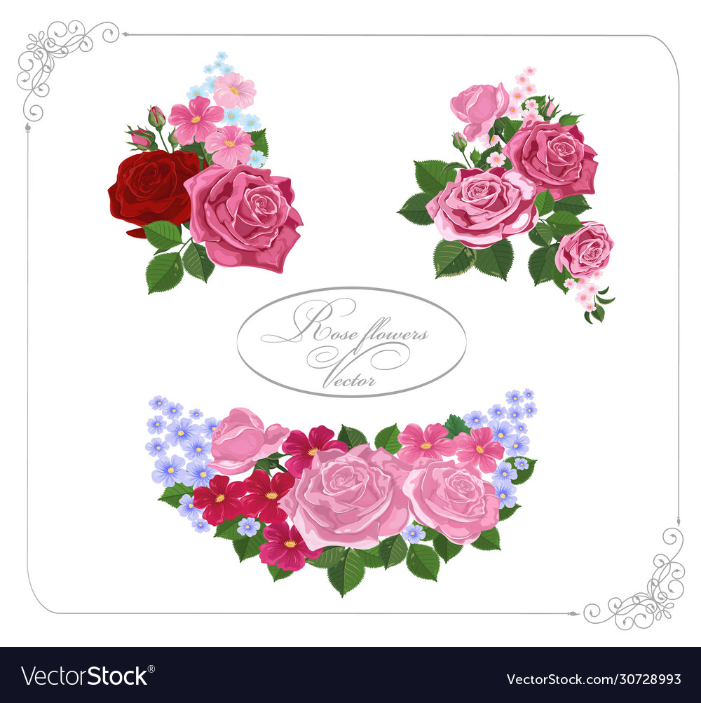 Rose design elements isolated on background