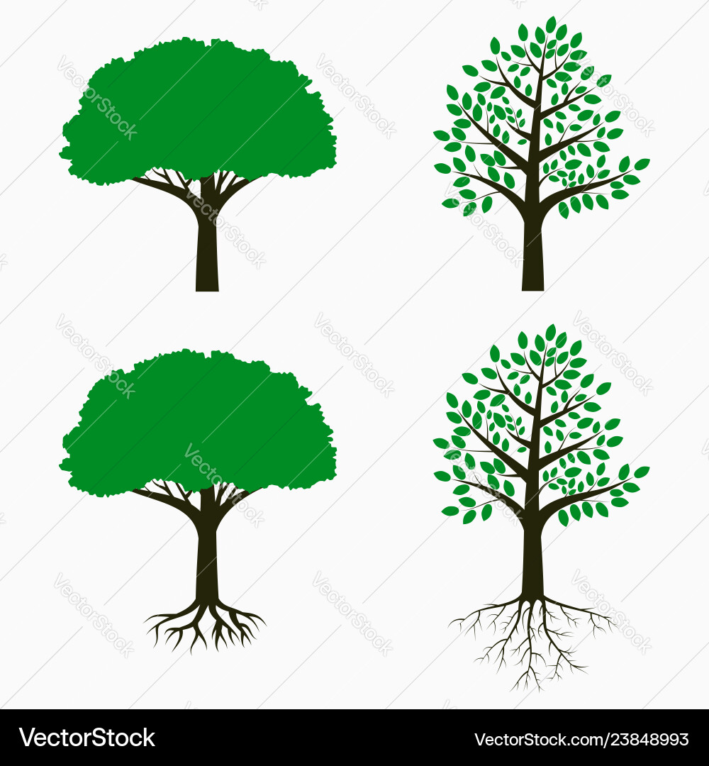 Tree with root and leaf Royalty Free Vector Image