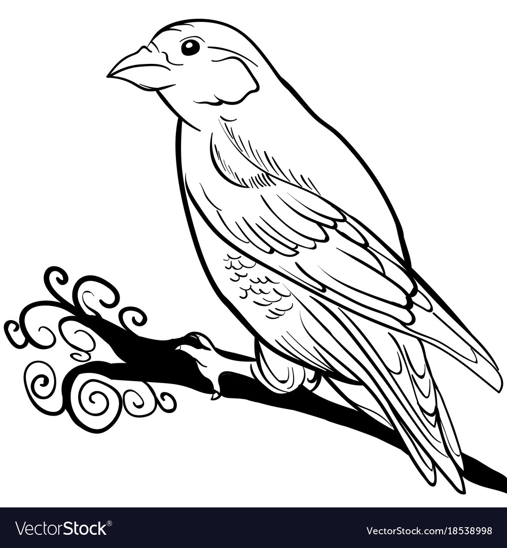 Sparrow bird learn to draw vector Stock Vector by ©AlexanderPokusay 88552664