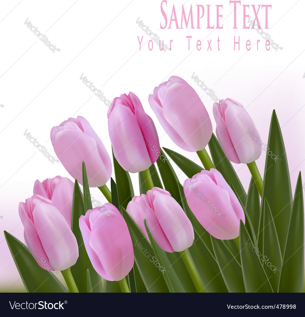 Pink tulips Royalty Free Vector Image - VectorStock