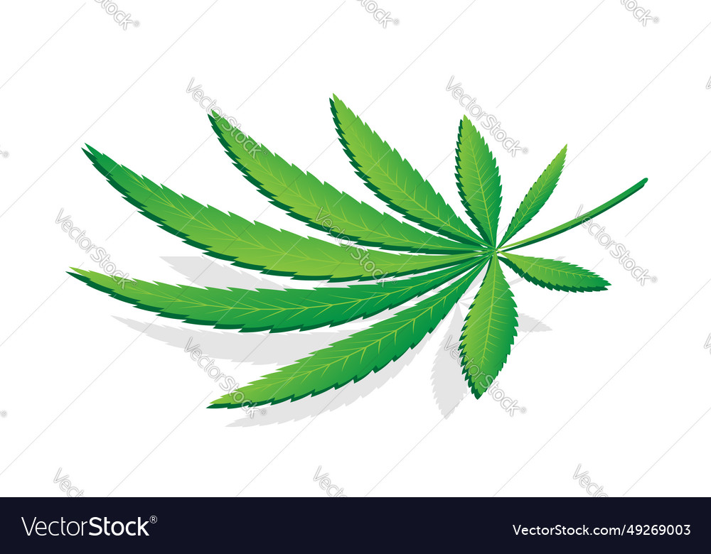 Cannabis plant on white background