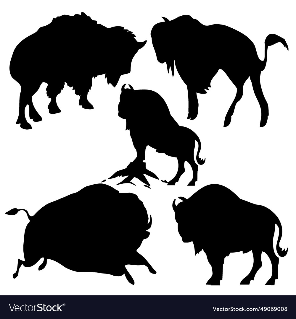 Bison