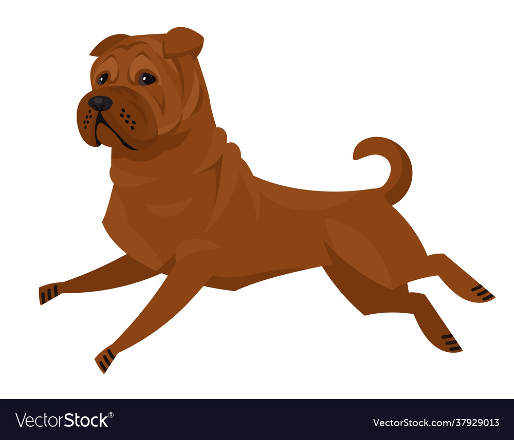 Running shar pei