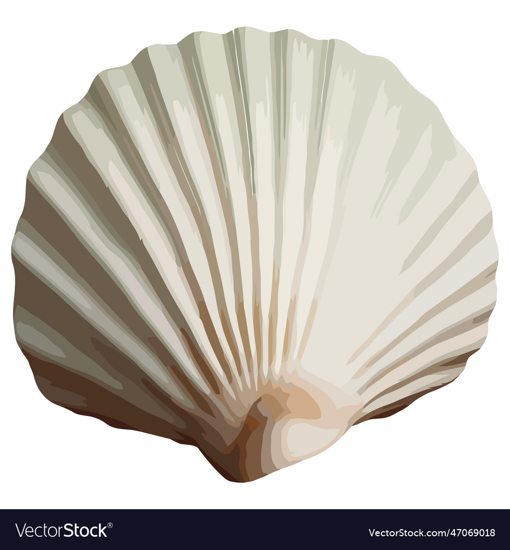 Ornate seashell symbol of tropical vacations Vector Image