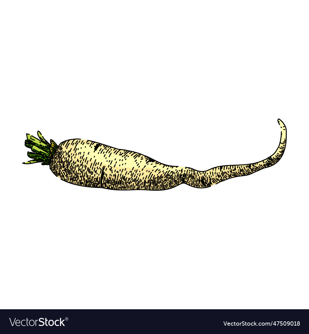 Parsnip root nutrition sketch hand drawn Vector Image Parsnip root nutrition sketch hand drawn
