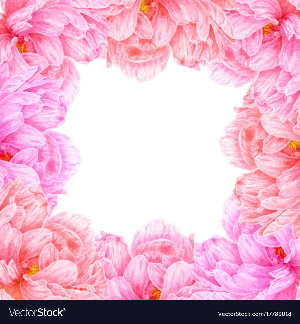 watercolor pink peony botanical art template for vector image
