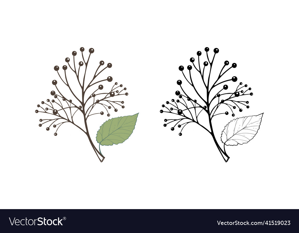 Tree branch with leaf and berries element for eco vector image Tree branch with leaf and berries element for eco