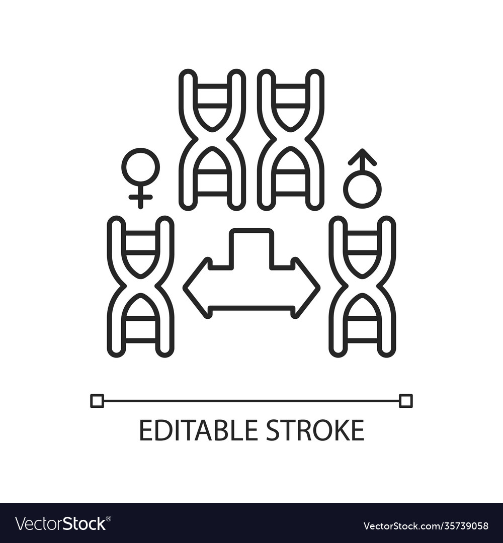 Chromosome division linear icon