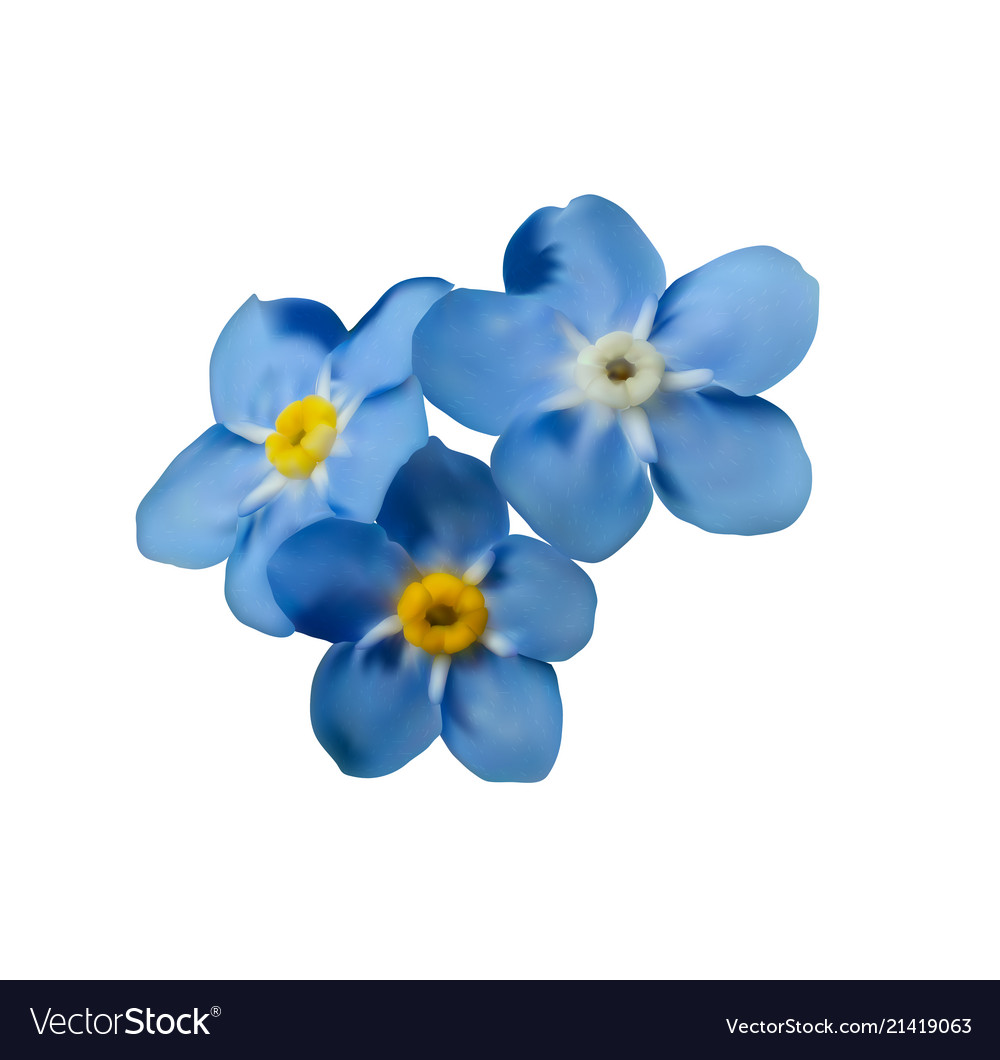 Blue forget me not spring flowers decorative