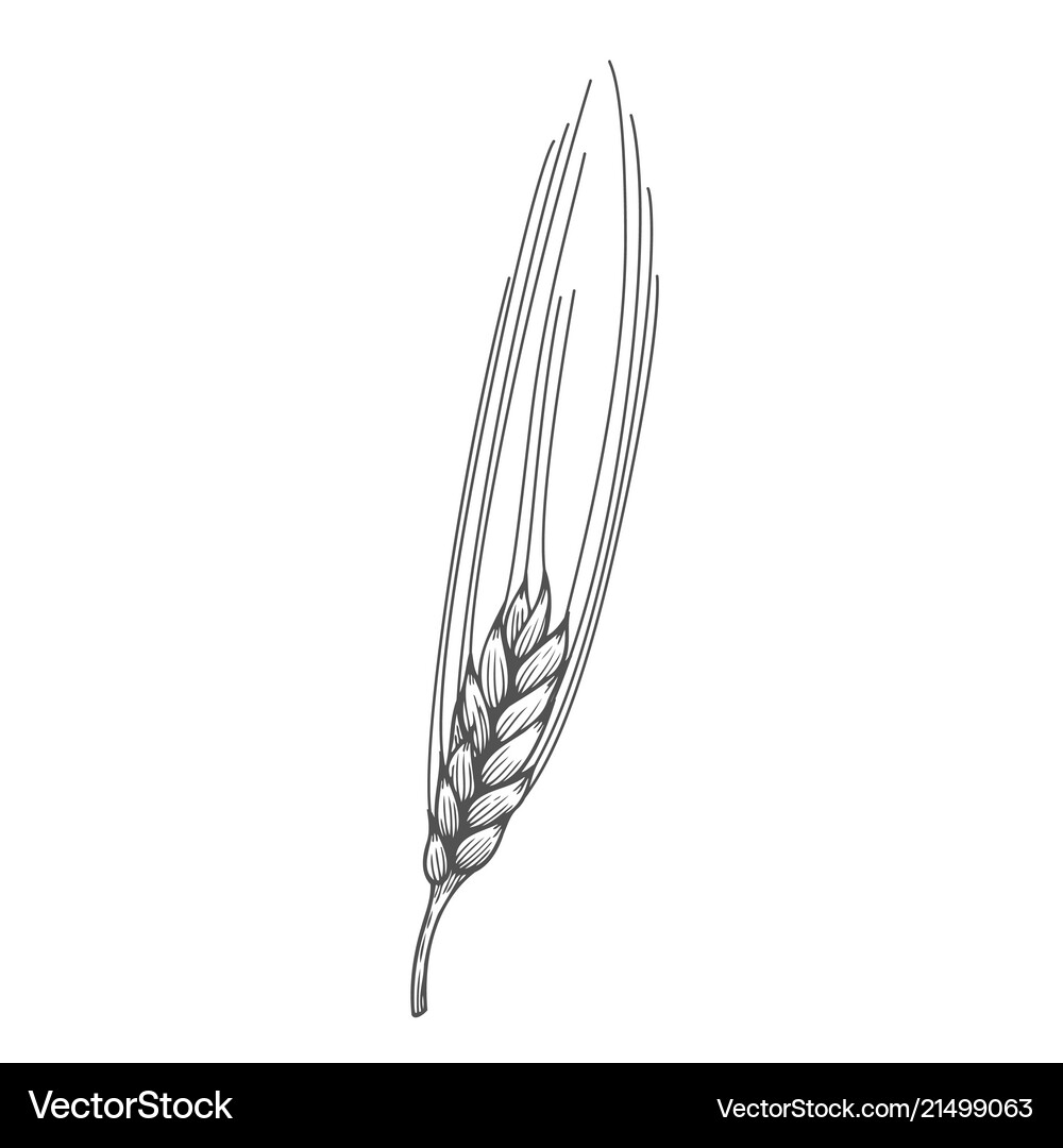 Wheat bread ears cereal Royalty Free Vector Image
