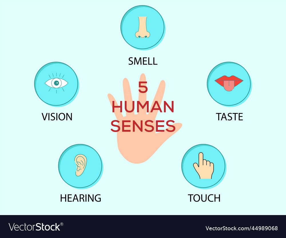 5 human senses which are vision hearing smell Vector Image