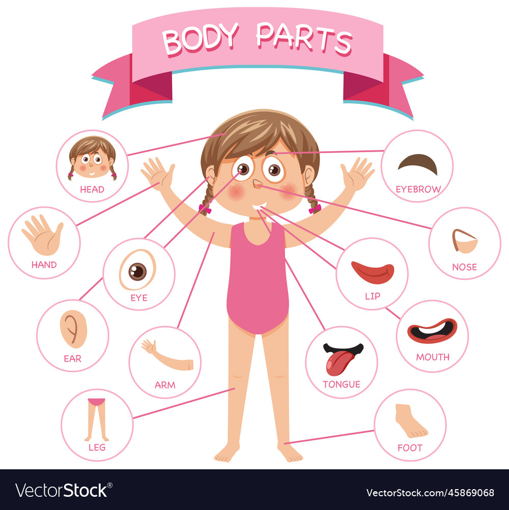 Body parts with vocabulary Royalty Free Vector Image