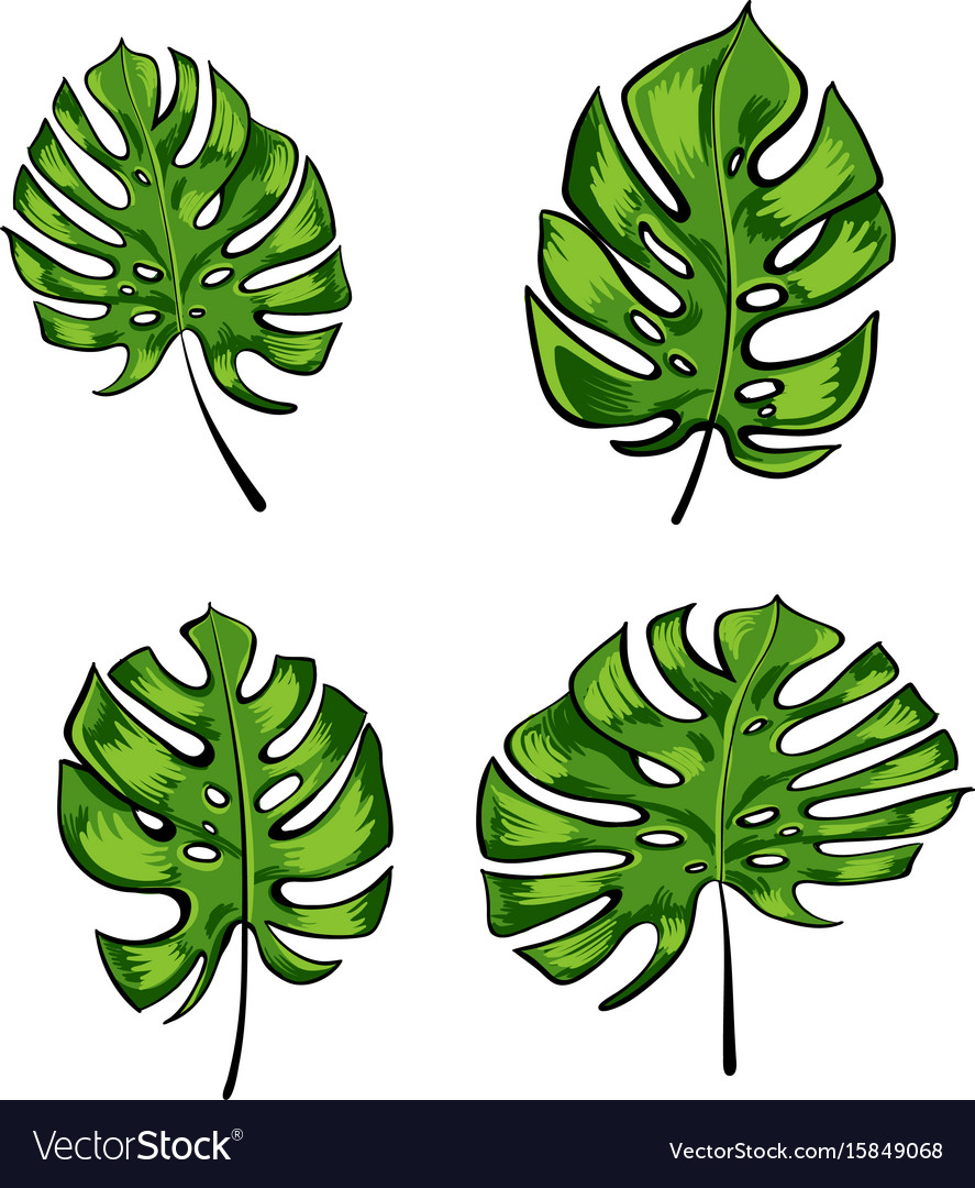 Exotic tropical leaves of monstera isolated