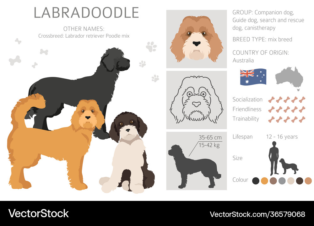 different labradoodle coats