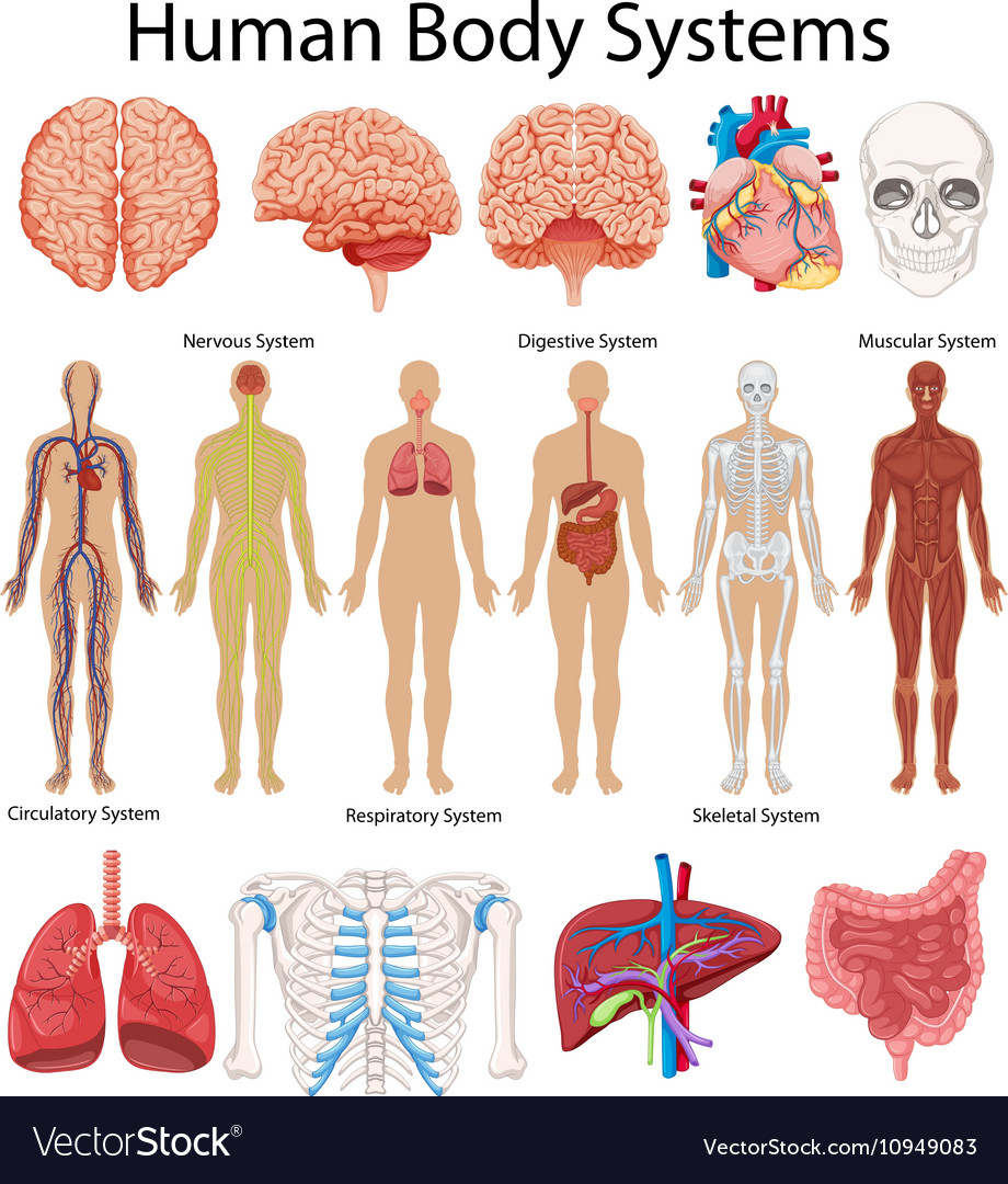 human diagram