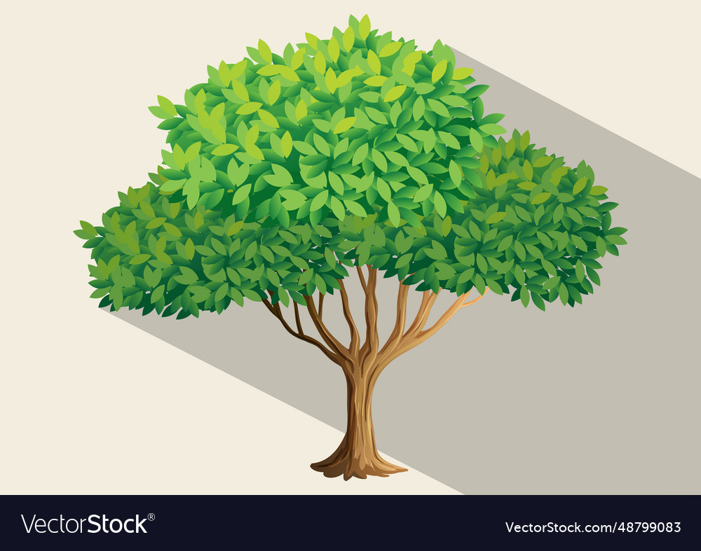 Image of tree