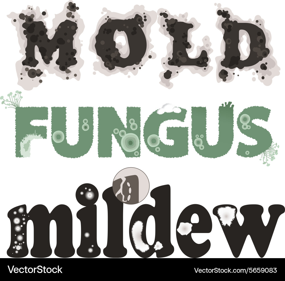 Mold Fungus And Mildew Royalty Free Vector Image