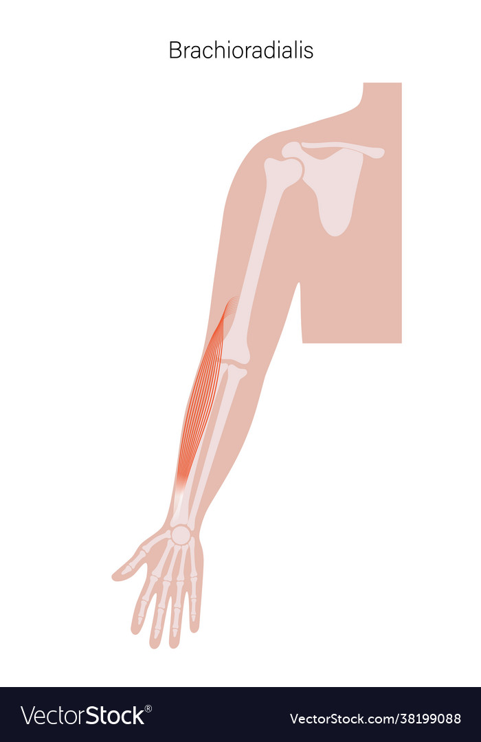 Muscular system arms