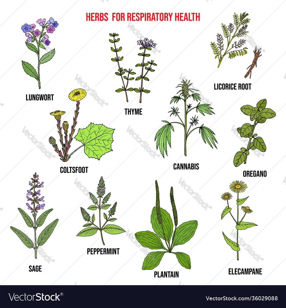 Set Best Herbs For Lung Support And Respiratory Vector Image