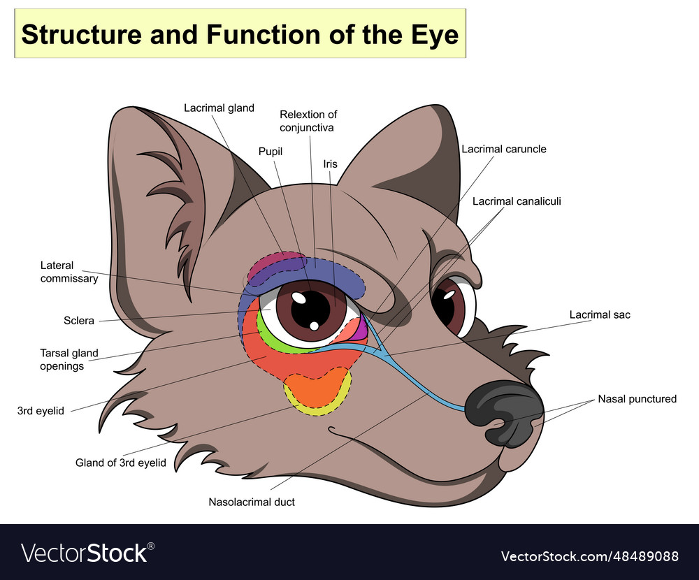 Structure and functions of the eye main parts vector image Structure and functions of the eye main parts