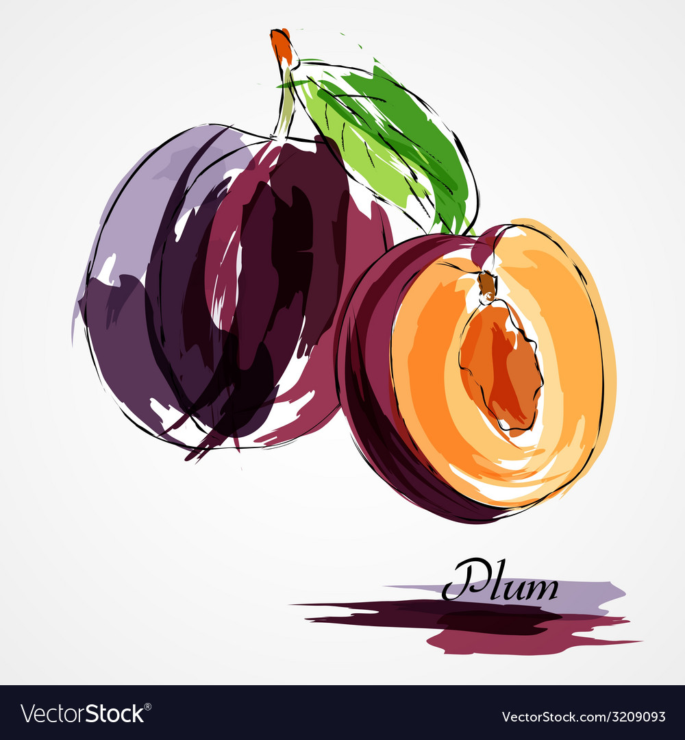 Plum fruits Royalty Free Vector Image VectorStock