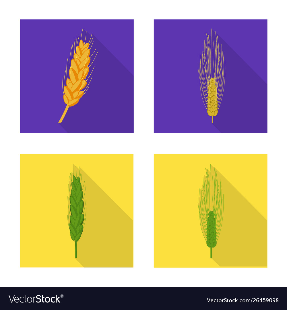 Isolated object wheat and corn icon collection