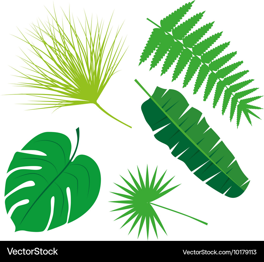 Tropical leaves collection isolate set Royalty Free Vector