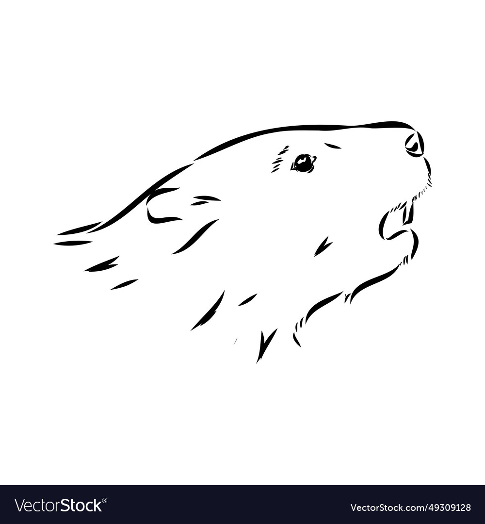 Image of silhouette muskrat on a white