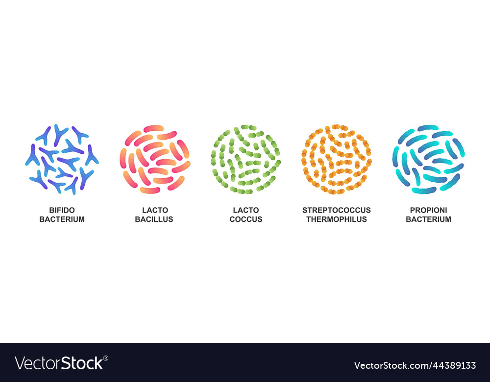 Set Of Probiotic Bacteria Bifidobacterium Vector Image