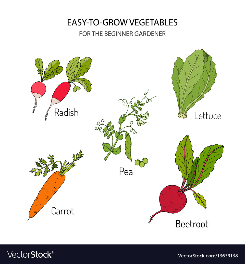 Vegetables for the beginner gardener Royalty Free Vector