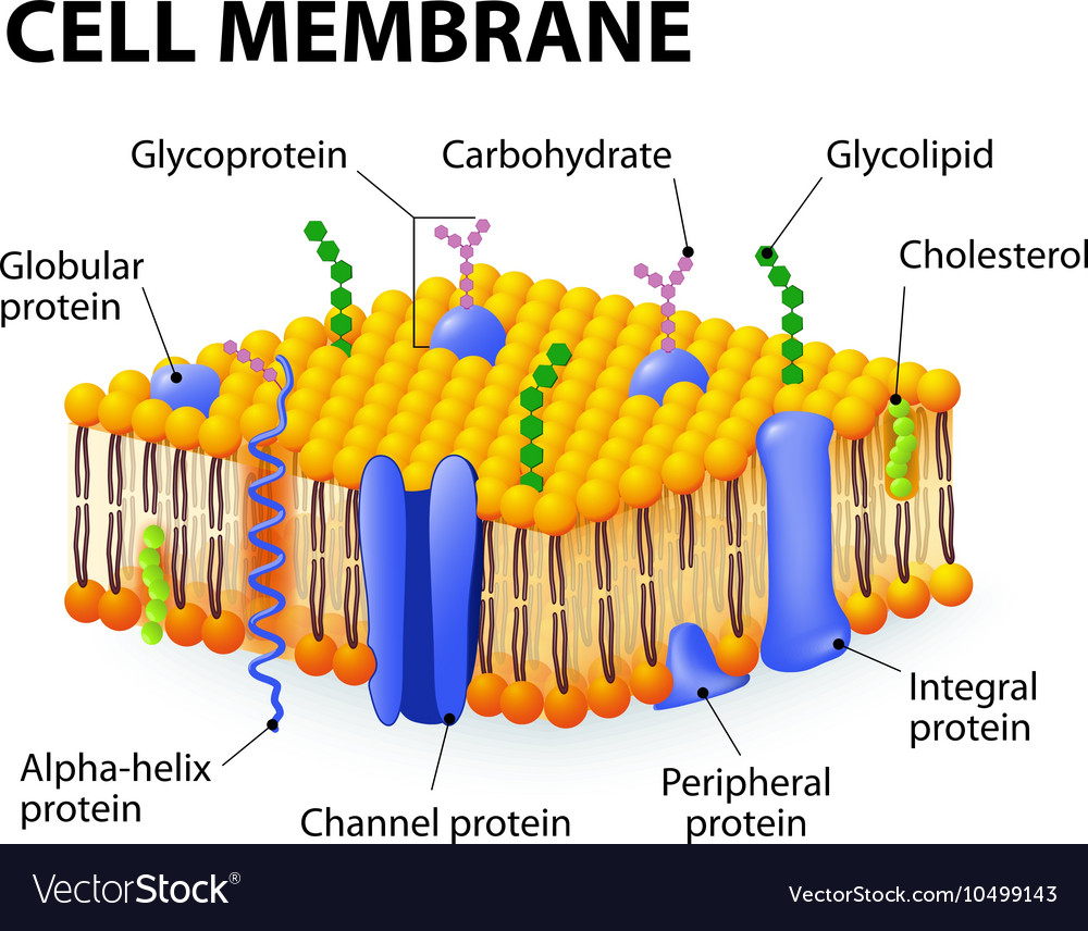 Hasil gambar untuk membran cell