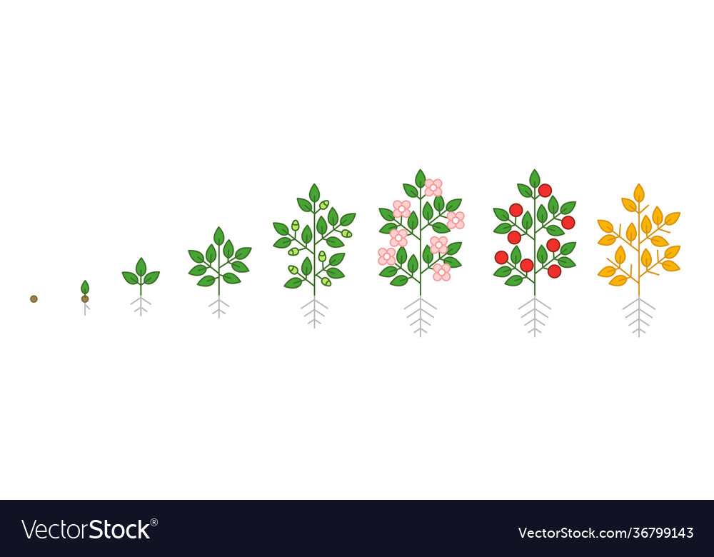 Plant growth stages growing period steps harvest