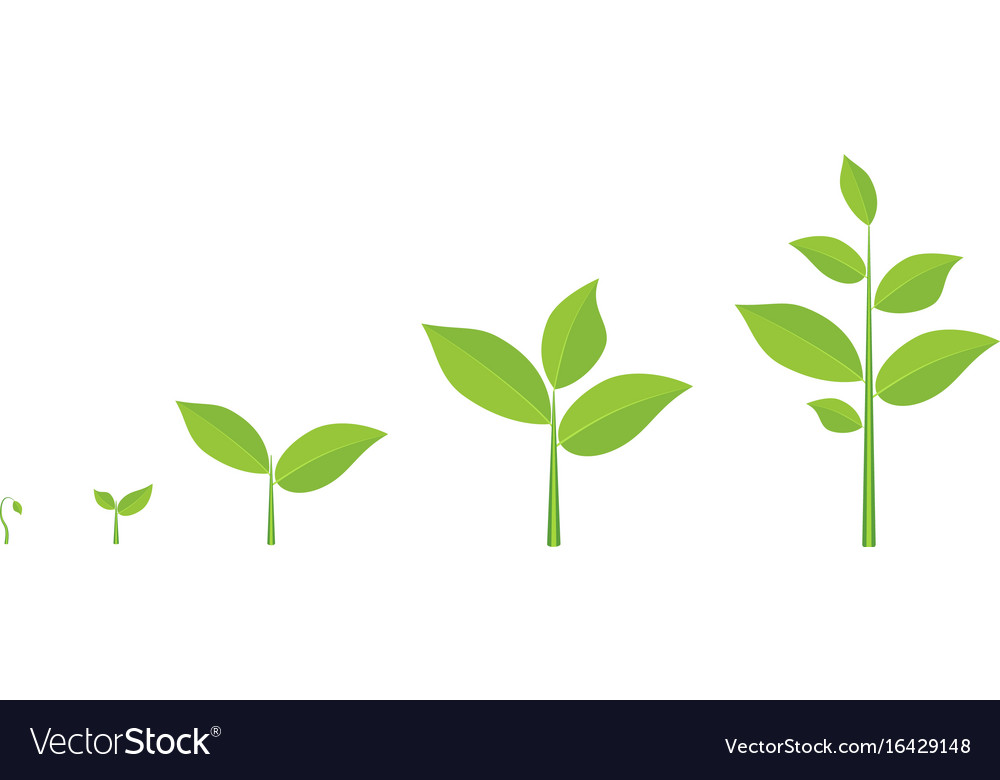 Plant Growth Stages